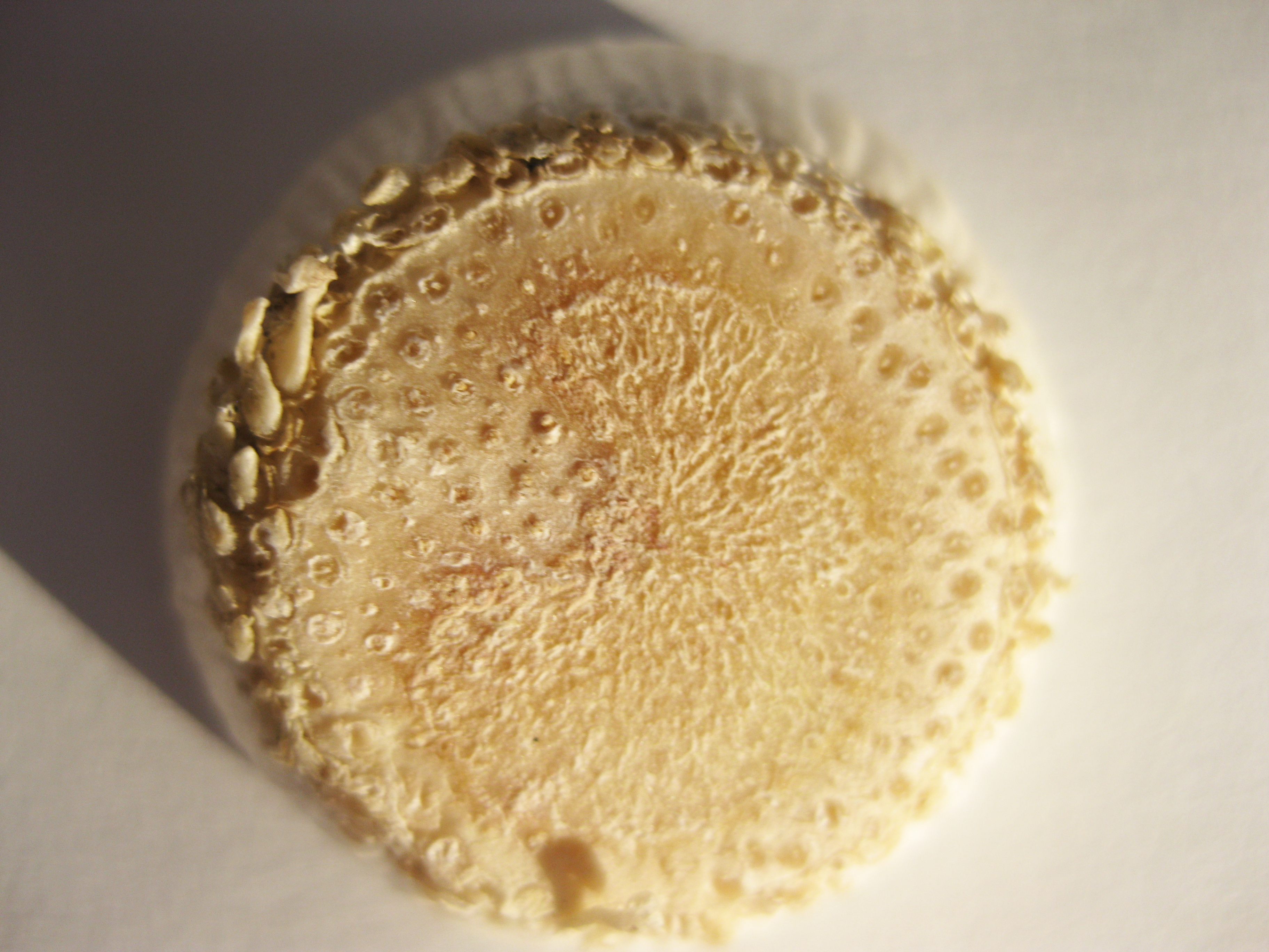 vegetable13